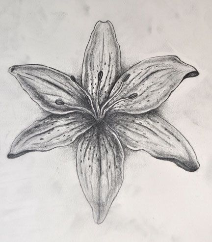 Tiger Lily Tiger Lilies Drawing, How To Draw Lilies, Drawings Of Lilies, Stargazer Lily Drawing, Lily Drawing, Creative Pumpkin Painting, Lilies Drawing, Pencil Drawings Of Flowers, Gcse Art Sketchbook