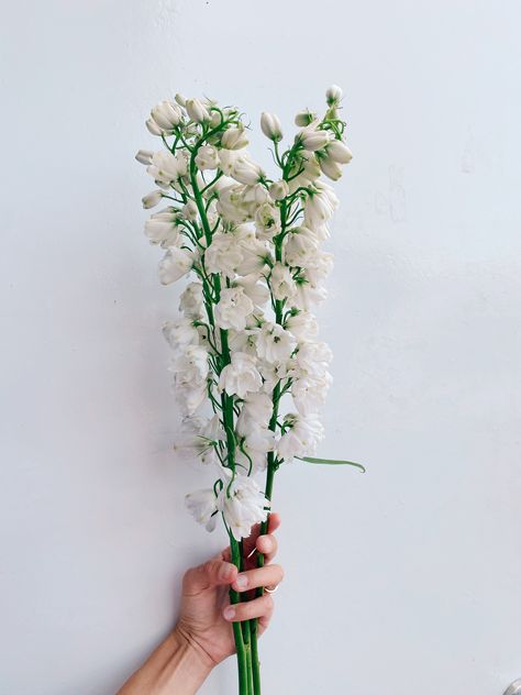 White Delphinium Flower, Delphinium White, White Delphinium, Green Bouquets, Elmore Court, Delphinium Flowers, Flower Types, Green Wedding Flowers, Bride Flower