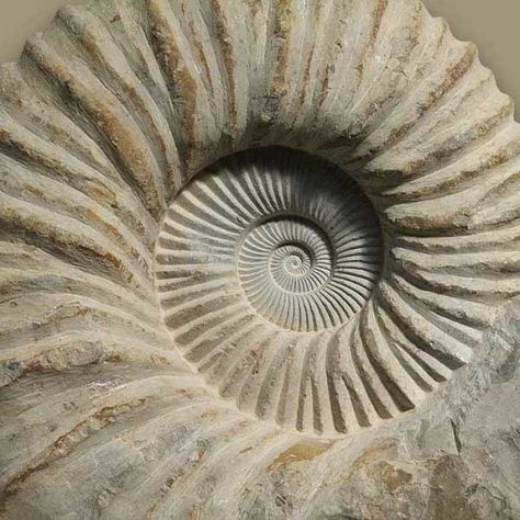 Spirals In Nature, Geometry In Nature, Rocks And Fossils, Rocks And Gems, Patterns In Nature, Nautilus, Rocks And Minerals, Sacred Geometry, Natural Texture