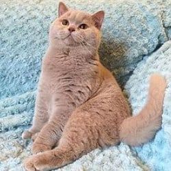 Orange Eyes, Dream's Cat, British Shorthair Cats, Orange Cats, Brown Cat, Cat Pictures, Yellow Cat, British Shorthair, Domestic Cat