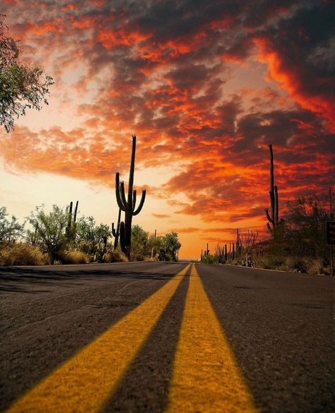 Arizona Aesthetic Wallpaper, Desert Images, Southwest Aesthetic, Desert Magic, New Mexico Landscape, Cactus Landscape, Arizona Aesthetic, Arizona Style, Desert Aesthetic