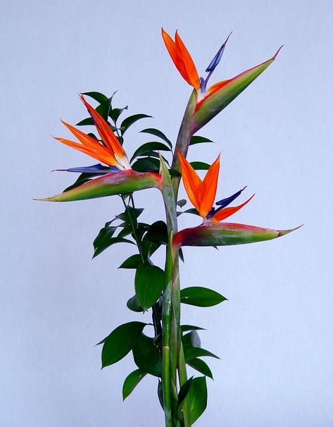 Strelitzia Reginae, Birds Of Paradise Flower, Howling Wolf, Chic Flowers, Floral Craft, Wolf Tattoo, Landscaping Plants, Floral Garden, Exotic Plants