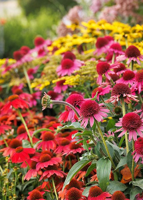 Coneflower Care, Coneflower Garden, Connecticut House, Crop Ideas, Zone 5, Attract Pollinators, Unique Gardens, Flower Ideas, Home Flowers