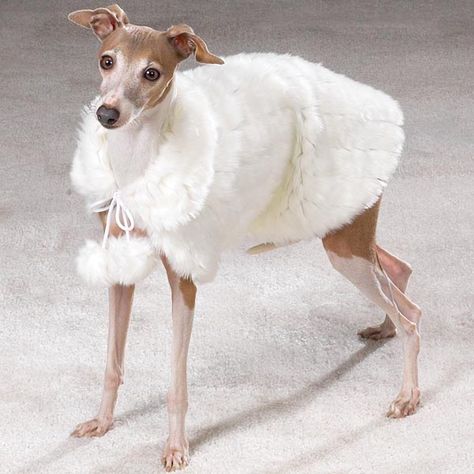 Italian Greyhound in a beautiful white coat.  That's a coat befitting an elegant Italian Greyhound! Italian Greyhound Clothes, Puppy Diy, Italian Greyhound Dog, Luxury Outfit, White Fur Coat, Faux Fur Coats, Dog Fashion, Cape Style, Grey Hound Dog