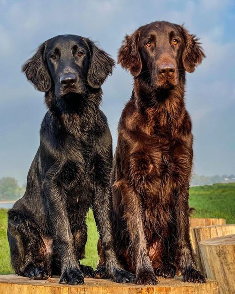 Flat Coat Retrievers, Flat Coated Retriever Puppy, Flat Coat Retriever, Every Dog Breed, Akc Breeds, Disabled Dog, Flat Coated Retriever, Raining Cats And Dogs, Dog Rules