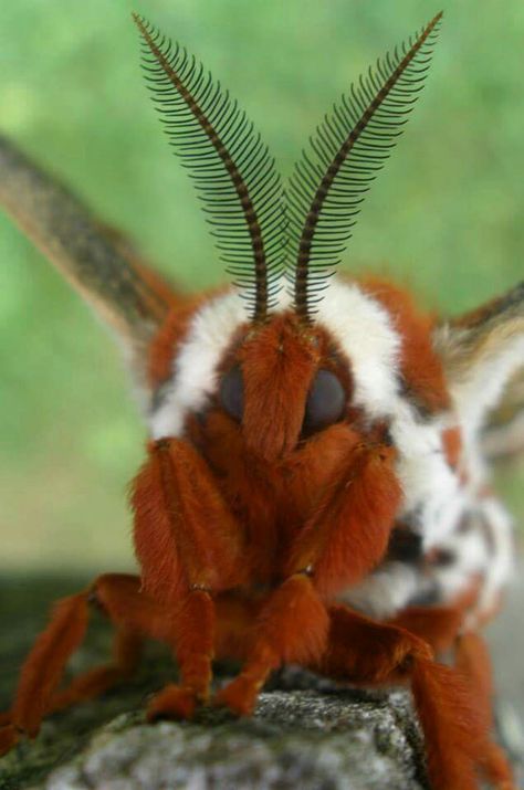 . Poodle Moth, Io Moth, Giant Moth, Silk Moth, Cecropia Moth, Cute Moth, Moth Caterpillar, Moth Art, Cool Bugs