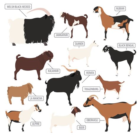 Breeds of goat most commonly used in dairy farms are: Goat Side View, Kiko Goats, Goat Breeds, Animal Farming, Alpine Goats, Action Wallpaper, Boer Goats, Raising Goats, Physical Characteristics