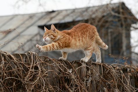 body stretching Cat On Fence, Morning Exercises, Serious Cat, Body Stretching, Cat Fence, Cat Stretching, Cat Reference, Orange Tabby Cats, Orange Cats