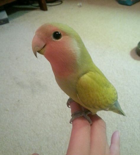 From parakeets to lovebirds, cockatiels to parrotlets, these feathery pet parrots are full of plucky personality. Parrot Pet, Funny Parrots, Parrot Toys, Funny Birds, Exotic Birds, Pretty Birds, Colorful Birds, Cute Birds, Exotic Pets