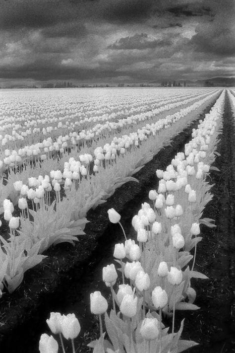 I love black and white photographs, so I decided to shoot black and white infrared of the tulip fields in Skagit County. Infrared Photography Black And White, Tulip Field, I Love Black, Love Black And White, Infrared Photography, Cold Blooded, Black Tulips, Tulip Fields, Thermal Imaging