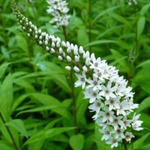 Gooseneck Loosestrife, Farmhouse Yard, Plant Zones, Shady Lady, White Plants, Miniature Gardens, Flower Spike, Miniature Garden, Colour Scheme