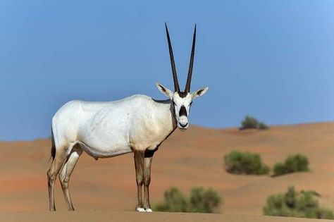 Arabian oryx It is strange to think of a large mammal capable of living in intensely hot desert conditions, but the Arabian oryx shows us how successful they can be. This herbivore has a white coat to reflect the sunlight of the day, while its dark legs help absorb heat during cold desert mornings. | Photo: Max Earey /Shutterstock Animals With Antlers, Arabian Oryx, Animals With Horns, Desert Animals, Fennec Fox, National Animal, Wildlife Park, African Wildlife, Animal Skulls