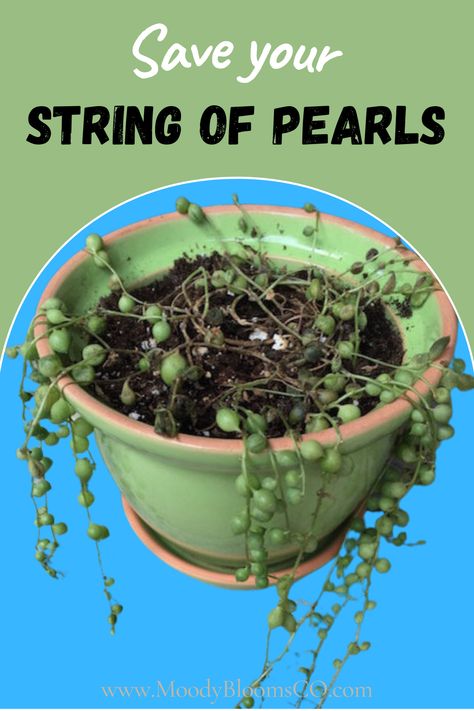 Beautiful Succulents, String Of Pearls Plant, Succulent Garden Design, Plant Care Houseplant, Succulent Garden Diy, Succulent Soil, Inside Plants, Growing Plants Indoors, Succulent Gardening