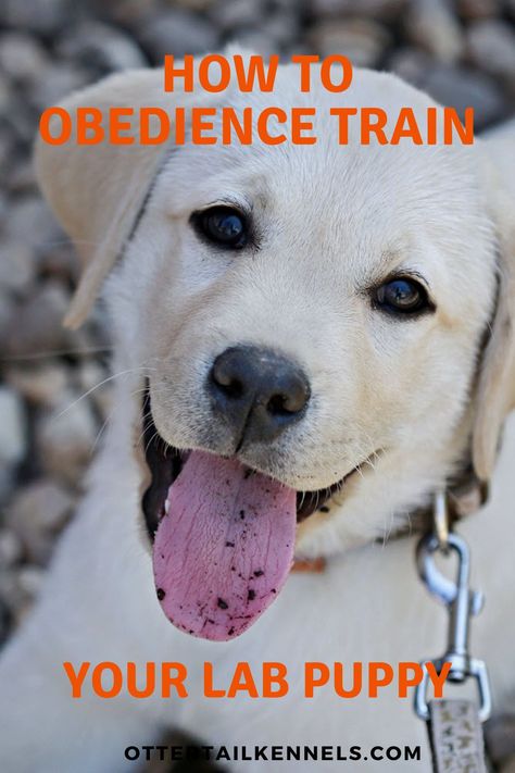 Early obedience training is key for a good family and hunting dog. Obedience Training For Dogs, Hunting Dog Training, Dog Behaviorist, Good Family, Dog Whisperer, Dogs Training, Lab Puppy, Dog Language, Dog Training Videos