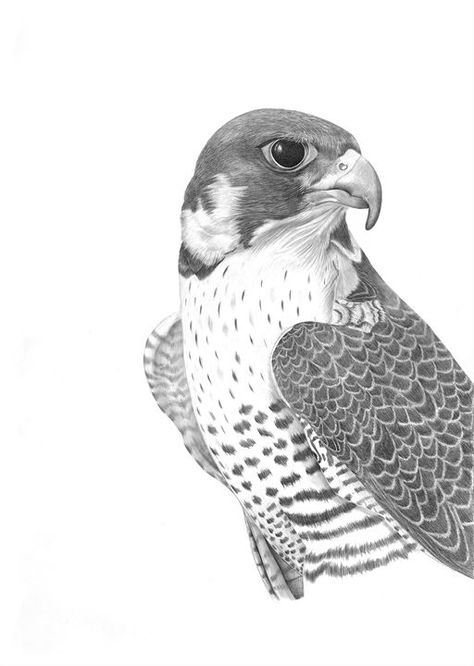 Peregrine Falcon Drawing, Falcon Drawing, Falcon Tattoo, Falcon Art, Luxury Apartment Building, Illustration Animals, Bird Coloring, Prints Photography, Spirit Animal Art