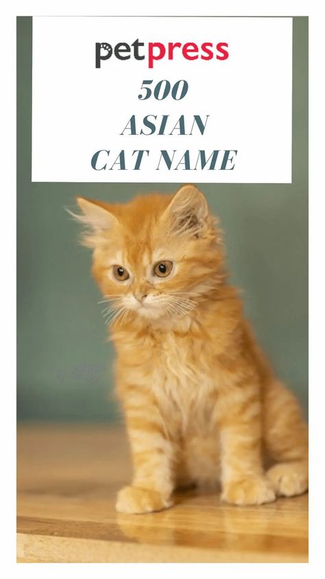 If you are looking for a cat name, we suggest you name him/her with Asian names since Asia has a rich legacy of their traditions, especially for names. Cute Cat Names Aesthetic, Japanese Cat Names, Cute Japanese Pet Names, Cute Cat Names Indian, Name Idea For Cat, Japanese Names For Cats, Asian Names, Asian Dogs, Asian Cat