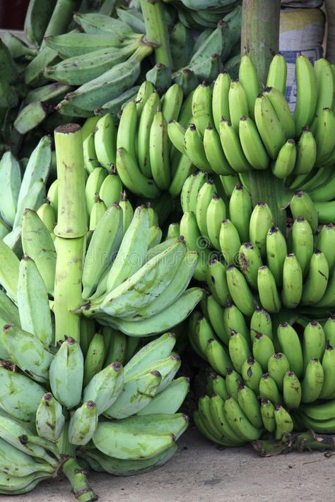 Market Bananas. Taken in a market in the Dominican republic. shows green bananas , #Sponsored, #market, #Dominican, #Market, #Bananas, #republic #ad Plantain Aesthetic, Plant Hanging, Marketing Photos, Green Banana, The Dominican Republic, Natural Plant, Design Display, Natural Gifts, Booth Design