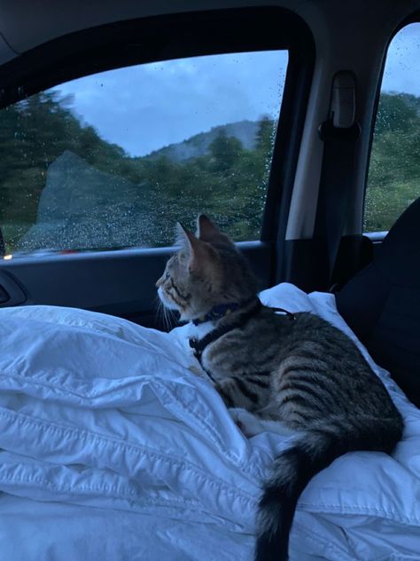 Kitten Vision Board, Cat Rain Aesthetic, Having A Cat Aesthetic, Road Trip With Cat, Cat Road Trip, Travel With Cat, Car Ride Rain, Kitten In Car, Cats And Cars