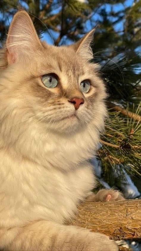 Domestic Cat Breeds, Cute Cat Face, Funny Cat Photos, Cats Photos, Cat Pfp, Gorgeous Cats, Silly Cats Pictures, Cute Cats Photos, Pretty Animals