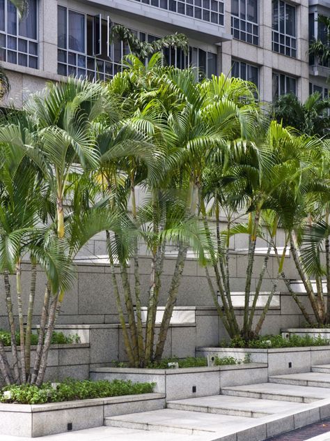 Indoor palm trees