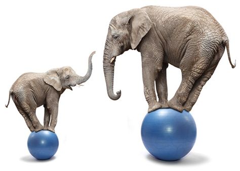 Want to Balance Your Building Budget? Start by Balancing Your Expectations http://www.libertyhomespa.com/poconos-custom-home-blog/want-to-balance-your-building-budget-start-by-balancing-your-expectations Funny Elephant, College Search, Blue Ball, African Elephant, Student Life, Baby Elephant, Circus, Acting, Elephant