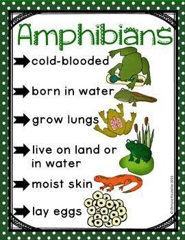 Vertebrates And Invertebrates, Book Passage, Fun Facts For Kids, Animal Classification, Primary Science, Book Poster, Pond Life, Animal Science, Kindergarten Science