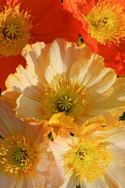 Flower Inspiration, Flower Art Painting, Poppy Flower, Flower Images, Flowers Nature, Beautiful Blooms, Flower Photos, Flower Pictures, Amazing Flowers