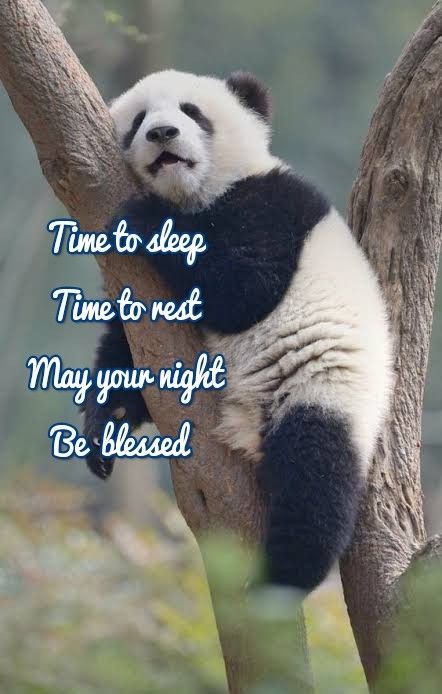 Sleeping Panda Sleep Tight Quotes, Goodnight Message, Night Humor, Lekker Slapies, Sleeping Panda, Panda Images, Night Blessings, Night Friends, Emoji Love