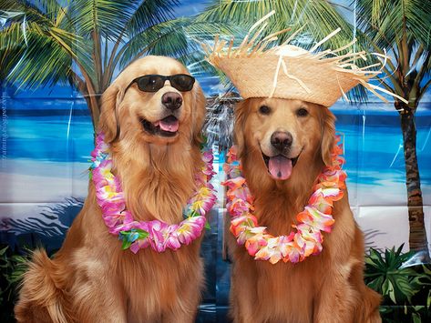 Your dog needs a holiday too!  Find pet friendly vacation rentals at RentalHomes.com  #dogs #pets #petfriendly #vacation #tropical #beach #dogswelcome Aussie Shepherd, Best Dog Breeds, Summer Dog, Summer Wallpaper, Golden Retrievers, Beautiful Dogs, Border Collie, Dog Pictures, Dog Adoption