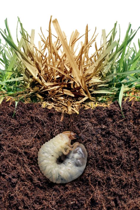 How To Eliminate Grubs In Your Yard This Spring - Forever! Grub Worms, Lawn Problems, Zoysia Grass, Lawn Pests, Garden Remedies, Japanese Beetles, Air Plant Terrarium, Healthy Lawn, Better Homes And Garden