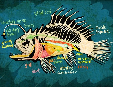 2016 Animal Anatomy - Fish on Behance Fish Anatomy Drawing, Bone Fish Drawing, Fish Anatomy Illustration, Fish Bones Illustration, Fish Anatomy, Eel Scientific Illustration, Animal Anatomy, Angler Fish, Class Projects