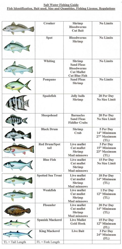 Fish Chart, Saltwater Fishing Lures, Fishing 101, Salt Water Fishing, Salt Water Fish, Surf Fishing, Fishing Rigs, Fishing Techniques, Fishing Knots