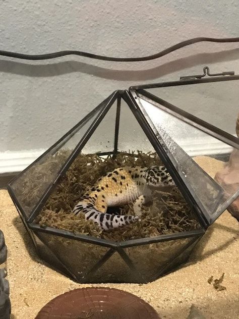 Leopard Gecko Humid Hide, Humid Hide For Leopard Gecko, Leopard Geckos Habitat Ideas, Leapord Gecko Habitat, Lepord Gecko Habitat Ideas Aesthetic, Gecko Habitat Ideas, Gecko Terrarium Ideas, Leapord Gecko Habitat Ideas, Leopard Gecko Enclosure Ideas