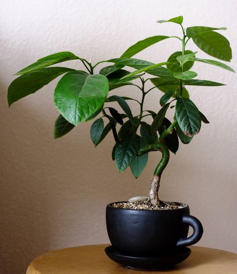 Avocado Bonsai, Indoor Gardening Supplies, Avocado Plant, Mini Bonsai, Indoor Bonsai, Avocado Tree, Plants Are Friends, Bonsai Art, Indoor Gardens