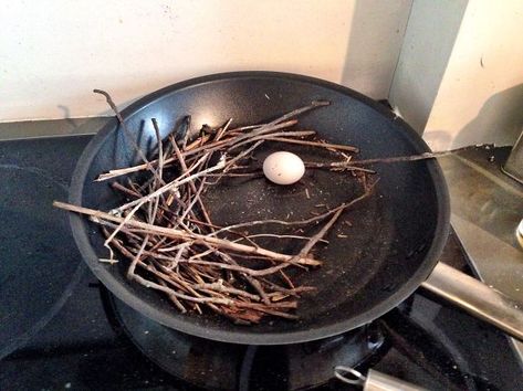 Ironic Pigeon Lays Egg In Frying Pan Pigeon Nest, Nest Building, Bird Nests, Birds Nest, All Birds, Bird Nest, Frying Pan, Safe Place, Frying