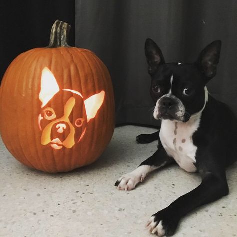 Boston Terrier Pumpkin Carving, Boston Terrier Pumpkin, Boston Terrier Halloween Costume, Dog Theme Pumpkin Carving, Dog Pumkin Carvings, Corgi Carved Pumpkin, Boston Terrier Halloween, Boston Terrier Painting, Easy Pumpkin Carving