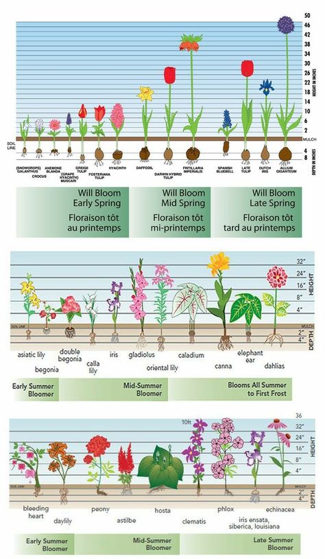 Organic Gardening Pest Control, Flower Garden Plans, Different Types Of Flowers, Garden Bulbs, Bohemian Aesthetic, Cut Flower Garden, Garden Care, House Garden, Garden Cottage