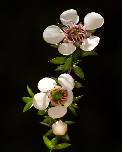 https://flic.kr/p/2nYaHd3 | Mānuka | Mānuka or Tea Tree flowers (Leptospermum scoparium) in Picton. Manuka Flower, Leptospermum Scoparium, Australian Tea Tree, Tree Flowers, Native Flowers, Reference Pics, Tattoo Inspo, Tea Tree, Tea