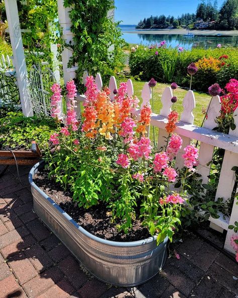 Shiplap and Shells breaks down the process of growing vibrant snapdragons from seed, making it simple for beginners to follow. Garden Aesthetics, Cut Flower Farm, Backyard Flowers, Garden Vegetables, Fall Garden Vegetables, Recycled Garden, Cut Flower Garden, Fall Garden, Picket Fence