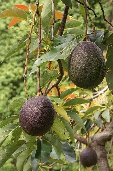 <b>OK, some of these you might know, but the first time I saw Brussels sprouts in their <i>true form</i>, I literally screamed.</b> Hass Avocado Tree, Orchard Tree, Avocado Tree, Garden Veggies, Growing Fruit, Fruit Garden, Delicious Fruit, Veggie Garden, Growing Food