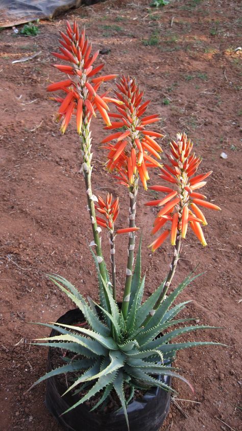 Alwyn Plant, Aloe Flower, Desert Plants Landscaping, Cactus Garden Landscaping, Xeriscape Front Yard, Mass Planting, Aloe Plants, Arizona Gardening, Protea Flower