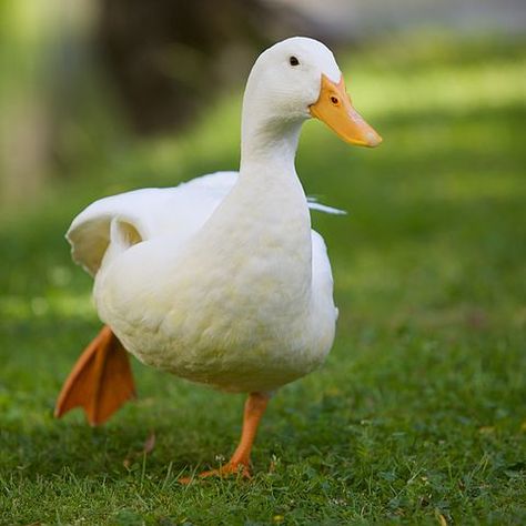 Funny Duck, White Duck, Funny, White