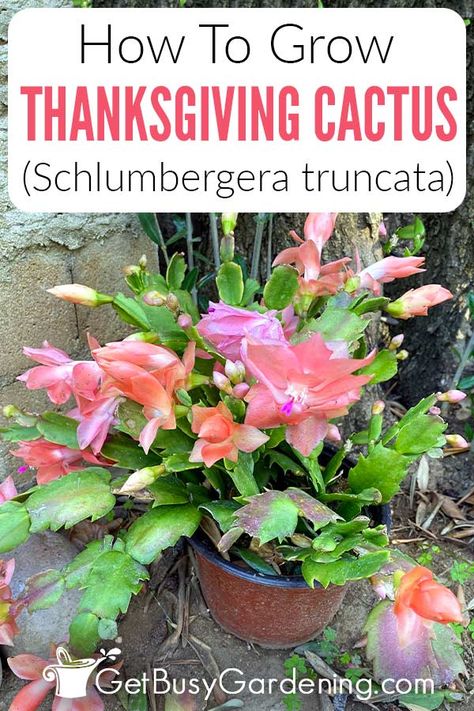 The fall-booming Thanksgiving cactus is well loved among home gardeners and a popular holiday gift thanks to its colorful cold season flowers. But did you know that by learning how to care for a Thanksgiving cactus you can keep them alive and flowering for decades? In this detailed guide you’ll get tons of Schlumbergera truncata care tips such as how to prune, propagate, and bloom them. Plus get key info on the best soil, how to water a Thanksgiving cactus, and their sunlight and darkness needs. Thanksgiving Cactus Care, Peace Lily Plant Care, How To Propagate Lavender, Lily Plant Care, Amaryllis Plant, Wandering Jew Plant, Christmas Cactus Care, Cactus Leaves, Christmas Cactus Plant