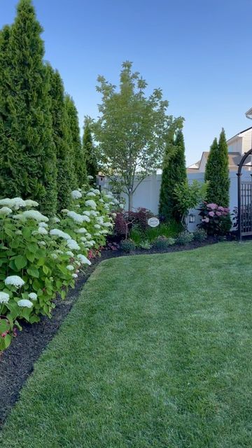 Cedar Hedge With Hydrangea, Thuja And Hydrangea, Hydrangea Lined Fence, Nc Backyard Landscaping, Juniper And Hydrangea, Hydrangea And Arborvitae, Hydrangea Privacy Hedge, Hydrangea Hedge Fence, Hydrangea Hedge Front Yards