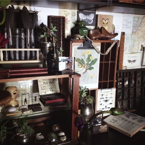 Dark Botanist Aesthetic, Natural History Decor, Vintage Naturalist Decor, Victorian Naturalist Aesthetic, Where The Crawdads Sing House, Victorian Botanist Aesthetic, Where The Crawdads Sing Aesthetic, Botanist Aesthetic, Naturalist Aesthetic