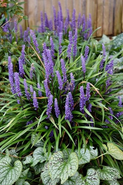 15 Best Ornamental Grasses For Shade | Balcony Garden Web Liriope Big Blue, Big Blue Liriope, Liriope Muscari Big Blue, Ornamental Grasses For Shade, Lily Turf, Liriope Muscari, Shade Grass, Woodland Flowers, Backyard Plants