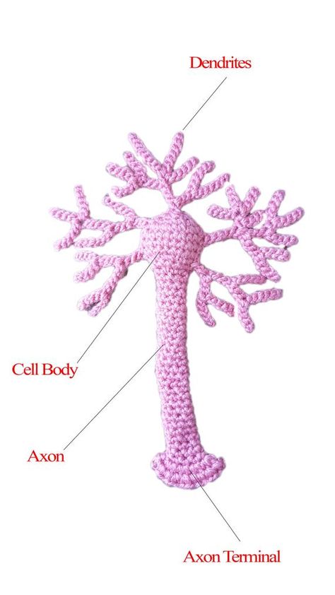 Science Crochet, Science Models, Biology Teacher, Mindfulness For Kids, Phd Student, Medical Illustration, Science Education, Amigurumi Free Pattern, Learn To Crochet