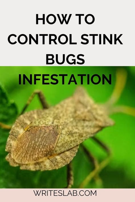 7 ways how to control a stink bug infestation Stink Bug Repellent, Stink Bug Trap, Bug Infestation, Stink Bug, Bug Trap, Stink Bugs, Bug Repellent, Flying Insects, Pest Control