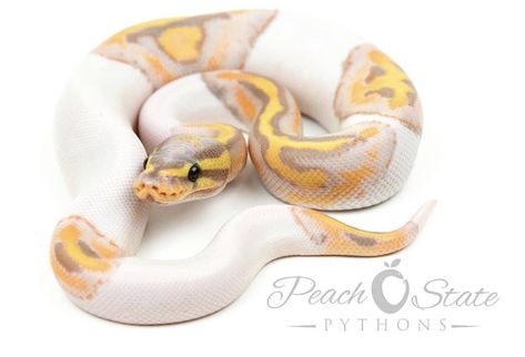 Banana pied ❤️ by peach state pythons Banana Pied Ball Python, Boop Noodle, Snake Morphs, Adorable Snakes, Pied Ball Python, Royal Python, Danger Noodles, Python Regius, Pretty Snakes