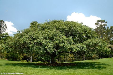 Tipu Tree, Yellow Blossom, Tree Species, Diamond Image, Flowering Trees, Bolivia, All Rights Reserved, The Valley, Black Diamond